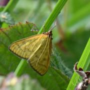 Mecyna flavalis (Denis & Schiffermüller, 1775) - Botys jaune serin