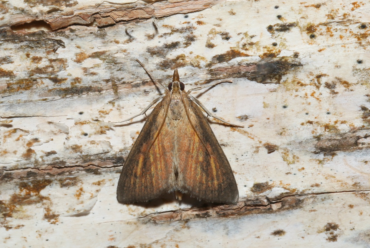 Nascia cilialis (Hübner, 1796) - Botys des Laîches