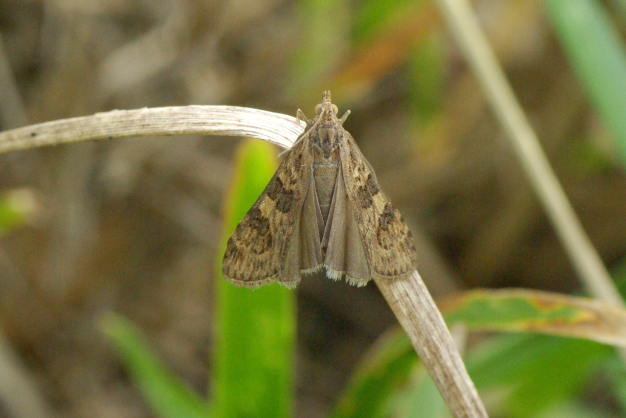 Nomophila noctuella (Denis & Schiffermüller, 1775) - Pyrale de la Luzerne, Nomophile