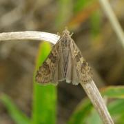 Nomophila noctuella (Denis & Schiffermüller, 1775) - Pyrale de la Luzerne, Nomophile