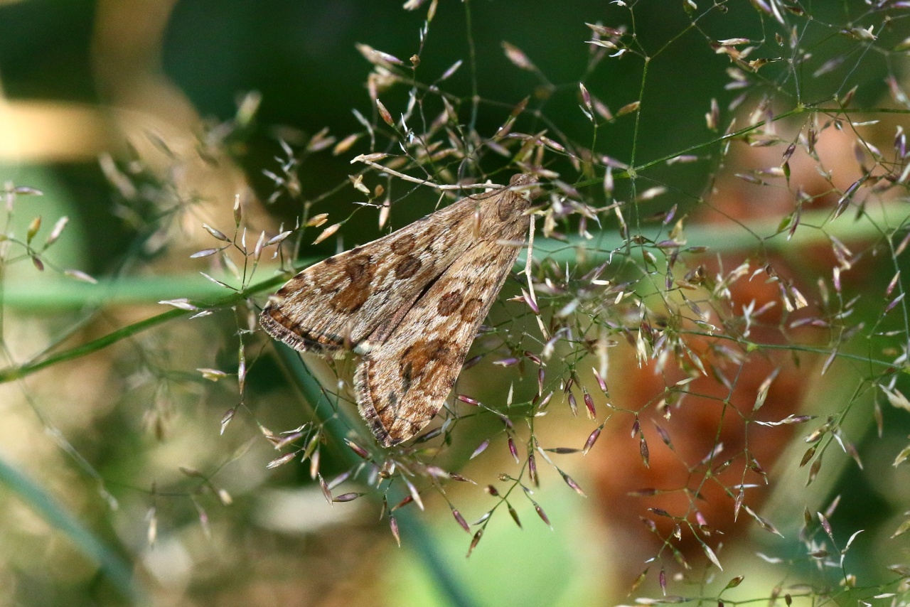 Nomophila noctuella (Denis & Schiffermüller, 1775) - Pyrale de la Luzerne, Nomophile