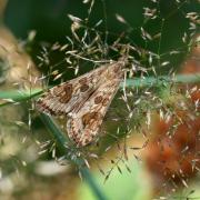 Nomophila noctuella (Denis & Schiffermüller, 1775) - Pyrale de la Luzerne, Nomophile