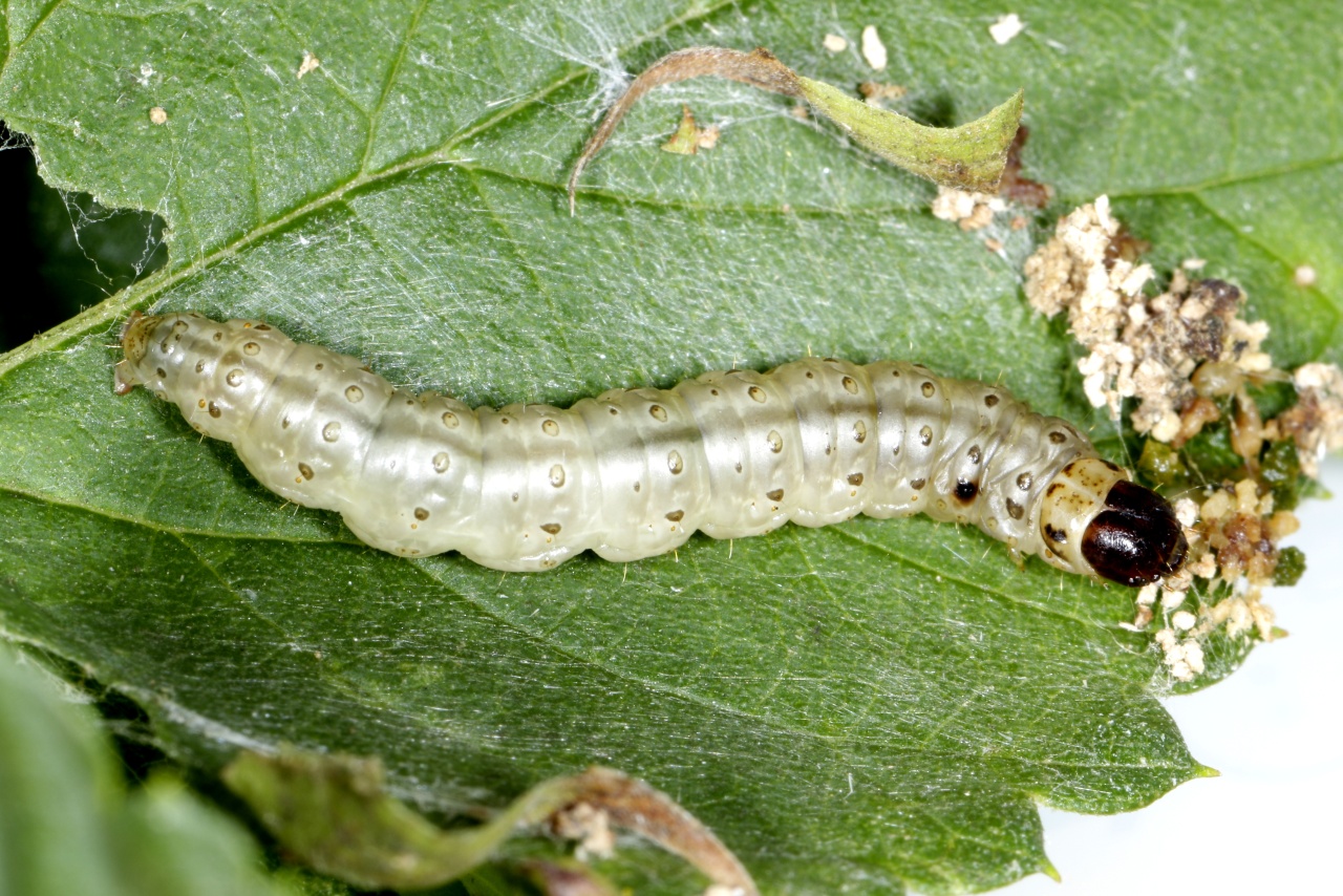 Ostrinia nubilalis (Hübner, 1796)- Pyrale du Maïs (chenille)