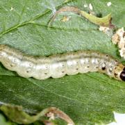 Ostrinia nubilalis (Hübner, 1796)- Pyrale du Maïs (chenille)