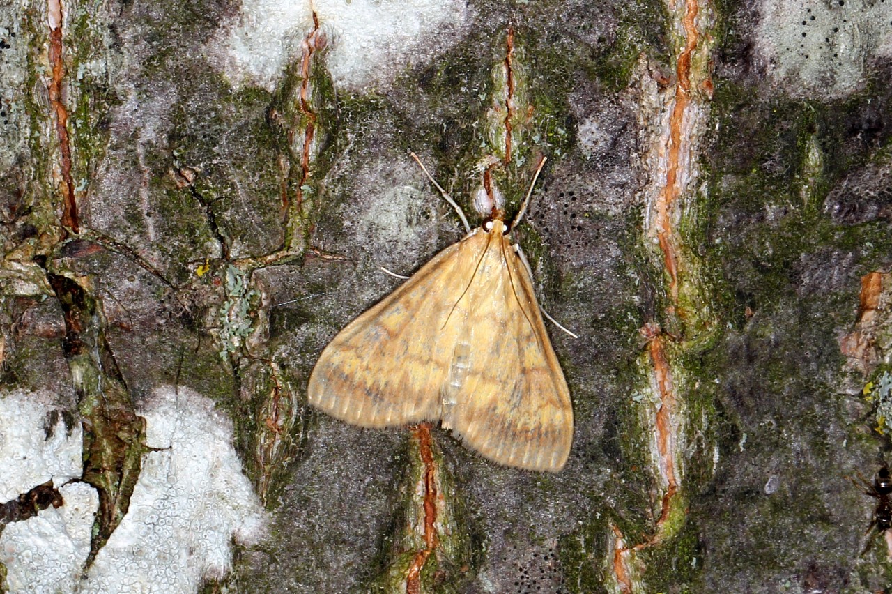 Ostrinia nubilalis (Hübner, 1796) - Pyrale du Maïs