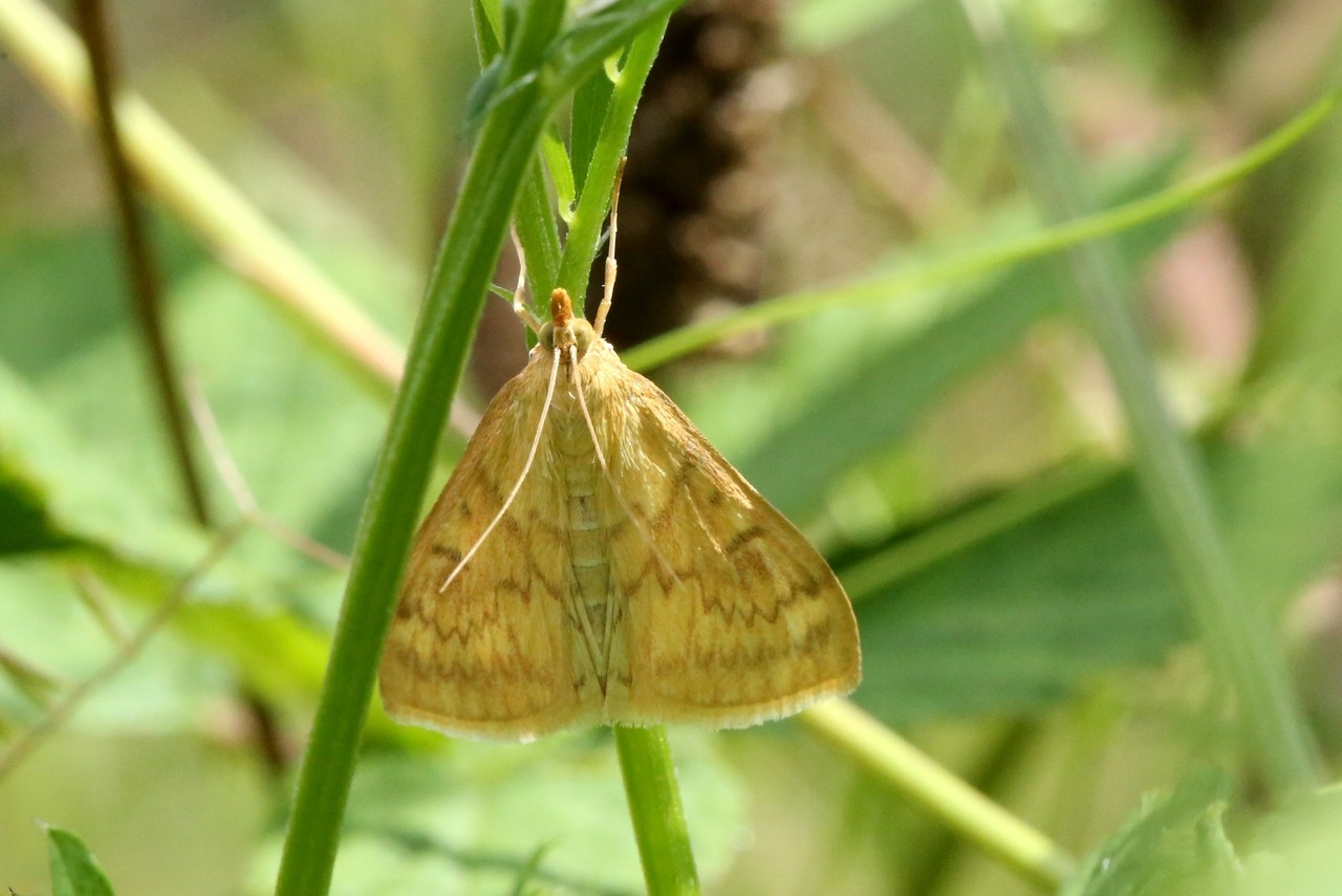 Ostrinia nubilalis (Hübner, 1796) - Pyrale du Maïs (femelle)