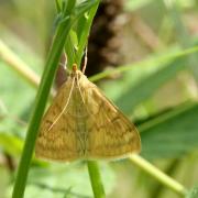 Ostrinia nubilalis (Hübner, 1796) - Pyrale du Maïs (femelle)