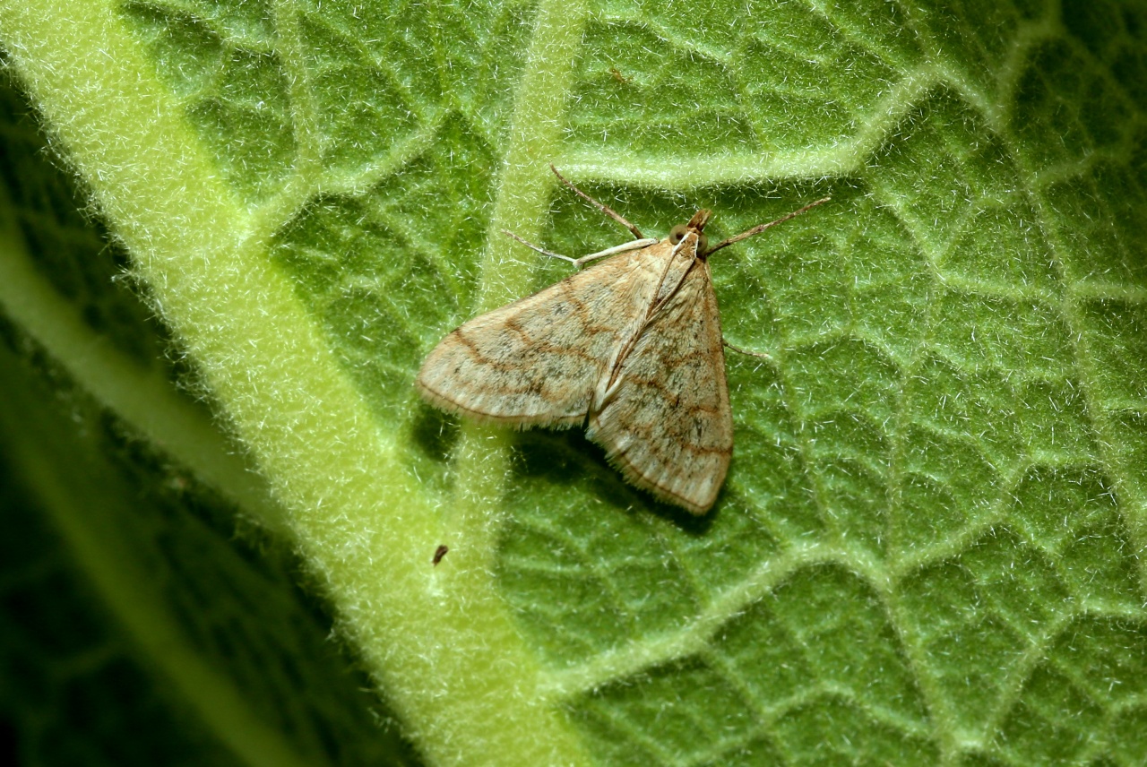 Paracorsia repandalis (Denis & Schiffermüller, 1775) - Botys de la Molène