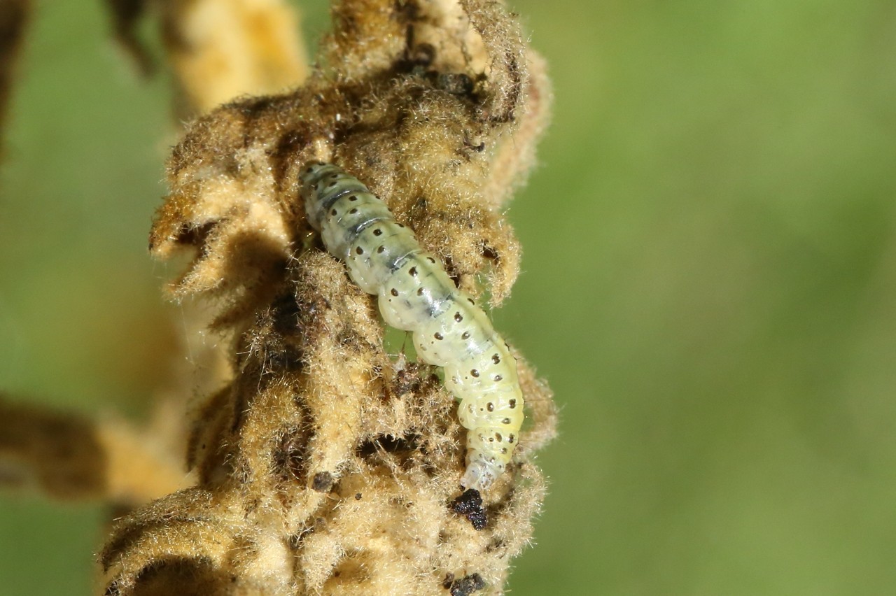 Paracorsia repandalis (Denis & Schiffermüller, 1775) - Botys de la Molène (chenille)