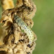 Paracorsia repandalis (Denis & Schiffermüller, 1775) - Botys de la Molène (chenille)