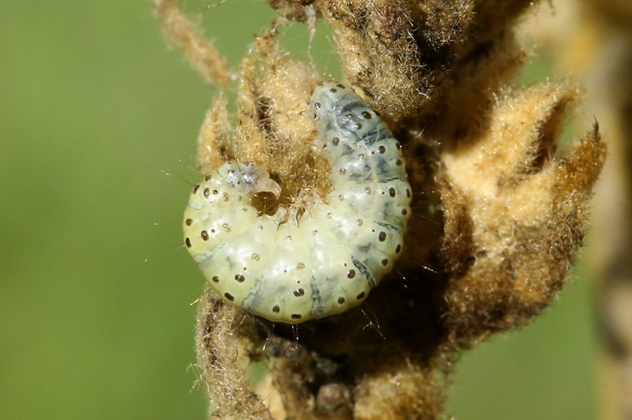 Paracorsia repandalis (Denis & Schiffermüller, 1775) - Botys de la Molène (chenille)