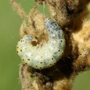 Paracorsia repandalis (Denis & Schiffermüller, 1775) - Botys de la Molène (chenille)