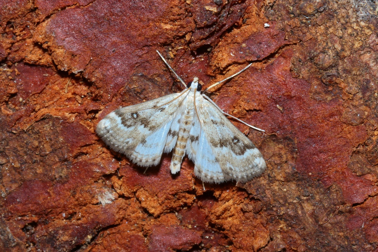 Parapoynx stratiotata (Linnaeus, 1758) - Hydrocampe de la Stratiote