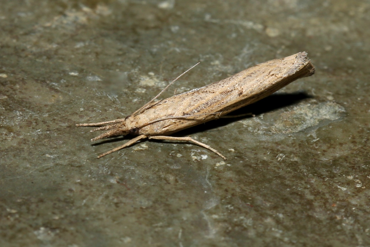 Pediasia contaminella (Hübner, 1796) - Crambus contaminé