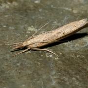 Pediasia contaminella (Hübner, 1796) - Crambus contaminé