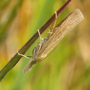 Pediasia luteella (Denis & Schiffermüller, 1775) - Crambus jaunâtre