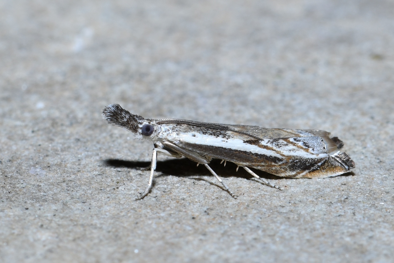 Platytes alpinella (Hübner, 1813) - Crambus alpestre