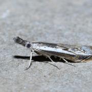 Platytes alpinella (Hübner, 1813) - Crambus alpestre