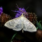 Patania ruralis (Scopoli, 1763) - Pyrale du Houblon