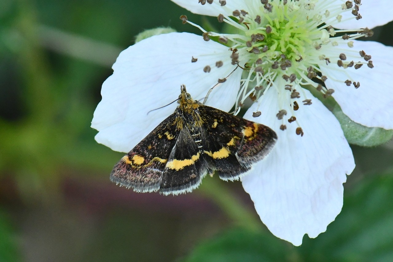 Pyrausta aurata (Scopoli, 1763) - Pyrale de la Menthe