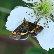 Pyrausta aurata (Scopoli, 1763) - Pyrale de la Menthe