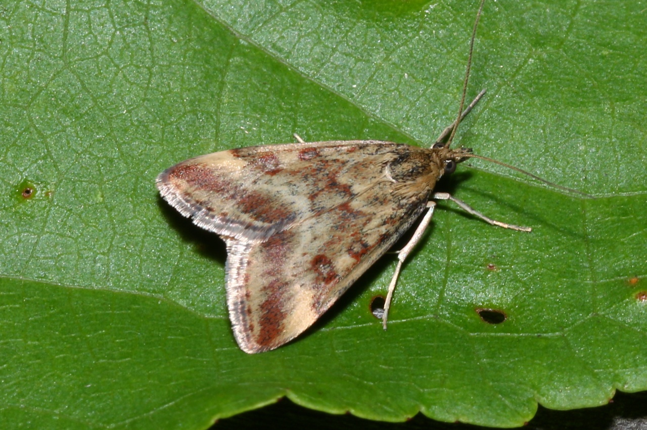 Pyrausta despicata (Scopoli, 1763) - Pyrauste du Plantain