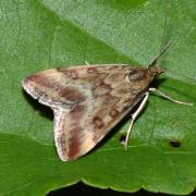 Pyrausta despicata (Scopoli, 1763) - Pyrauste du Plantain