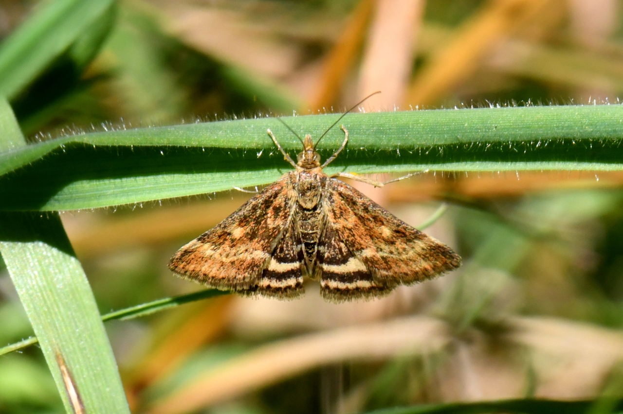 Pyrausta despicata (Scopoli, 1763) - Pyrauste du Plantain