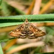 Pyrausta despicata (Scopoli, 1763) - Pyrauste du Plantain