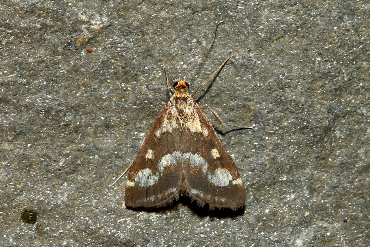 Pyrausta ostrinalis (Hübner, 1796) - Pyrauste violette