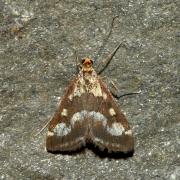 Pyrausta ostrinalis (Hübner, 1796) - Pyrauste violette