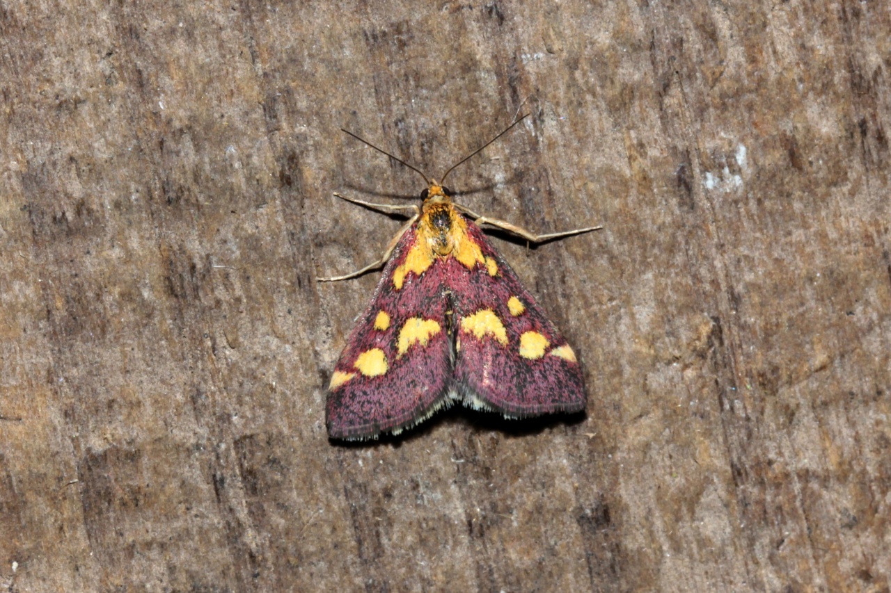 Pyrausta purpuralis (Linnaeus, 1758) - Pyrale pourprée