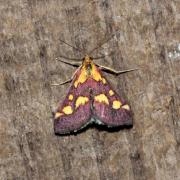 Pyrausta purpuralis (Linnaeus, 1758) - Pyrale pourprée