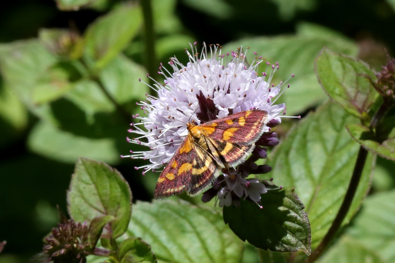 Pyrausta purpuralis (Linnaeus, 1758) - Pyrale pourprée