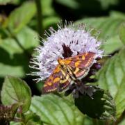 Pyrausta purpuralis (Linnaeus, 1758) - Pyrale pourprée