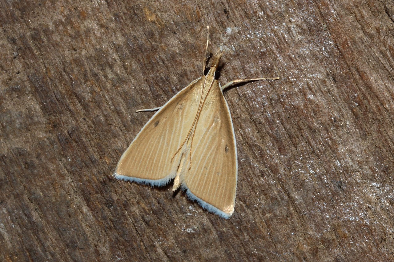 Sclerocona acutella (Eversmann, 1842) - Botys des Chaumes