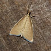 Sclerocona acutella (Eversmann, 1842) - Botys des Chaumes