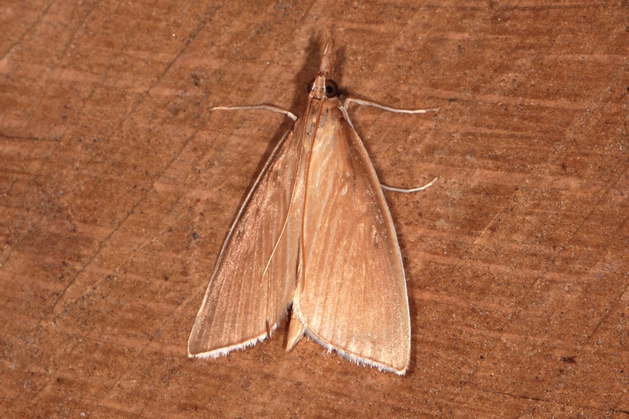 Sclerocona acutella (Eversmann, 1842) - Botys des Chaumes