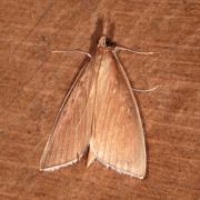 Sclerocona acutella (Eversmann, 1842) - Botys des Chaumes