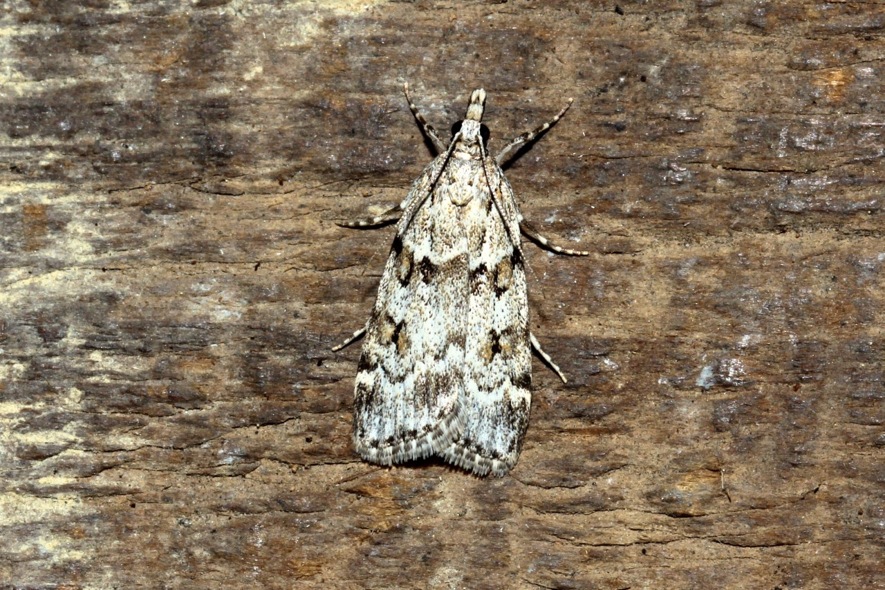 Scoparia basistrigalis Knaggs, 1866 - Eudorée des bois, Scoparie frangée