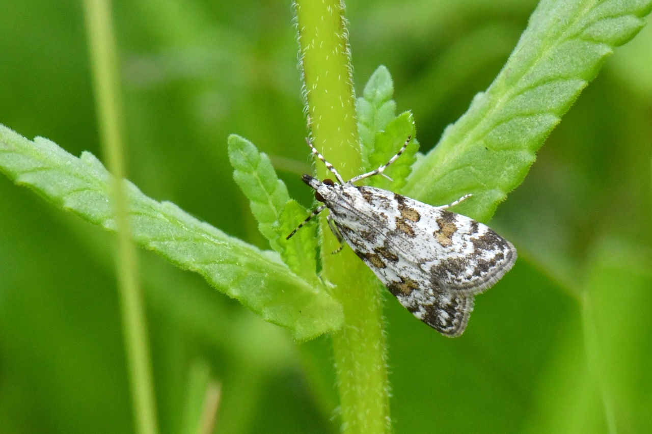 Scoparia pyralella (Denis & Schiffermüller, 1775) - Eudorée des vergers