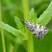 Scoparia pyralella (Denis & Schiffermüller, 1775) - Eudorée des vergers