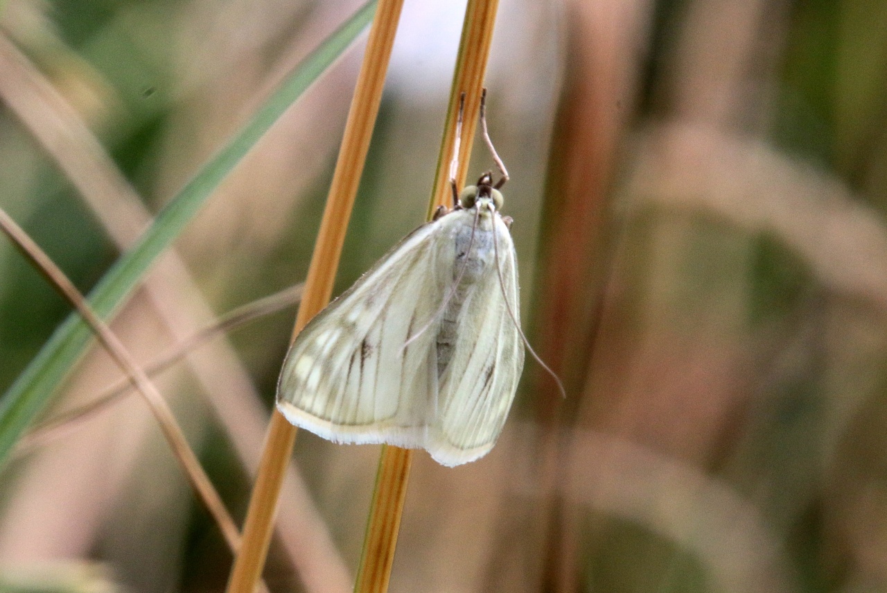 Sitochroa palealis (Denis & Schiffermüller, 1775) - Botys verdâtre