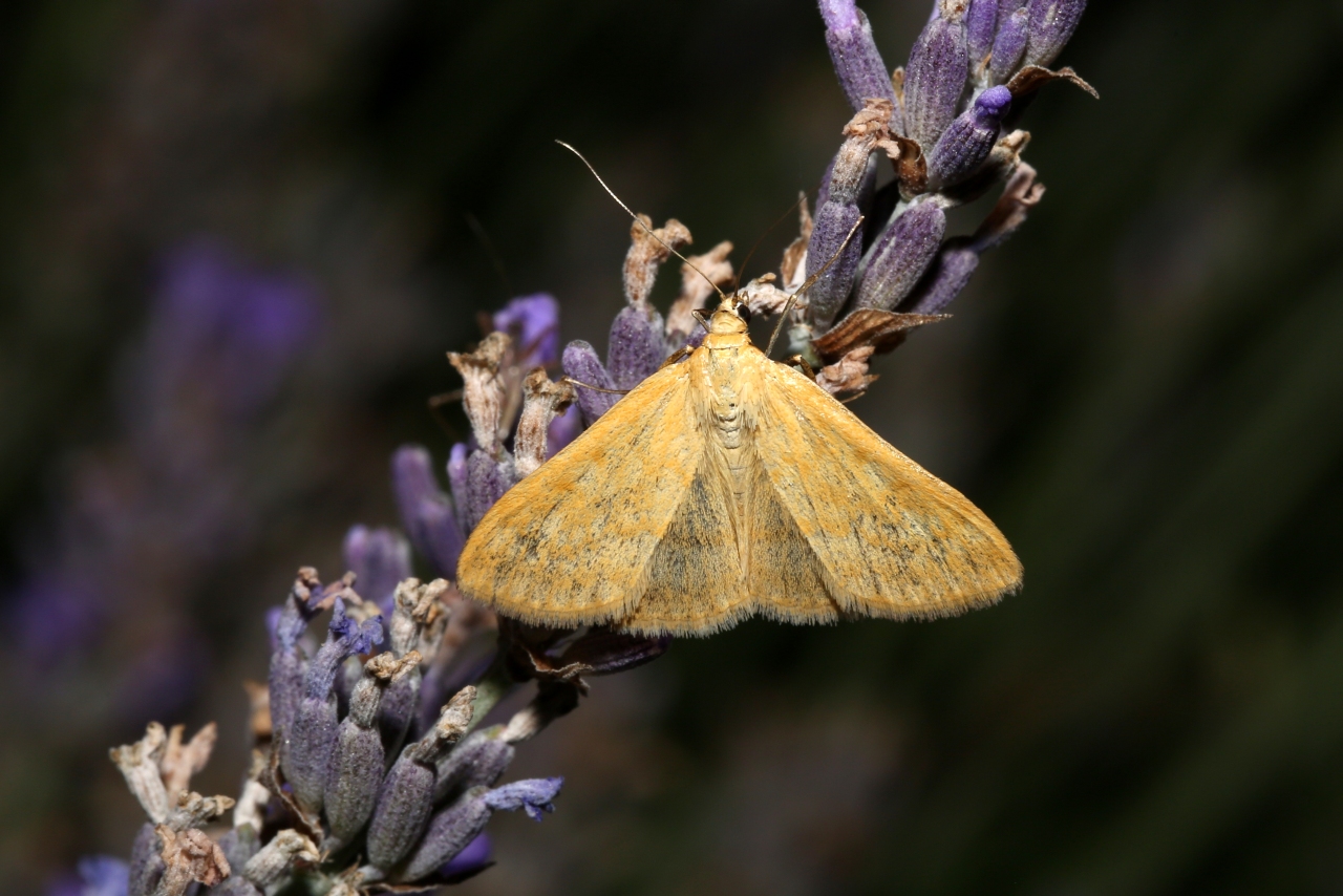 Sitochroa verticalis (Linnaeus, 1758) - Botys vertical