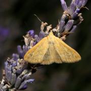 Sitochroa verticalis (Linnaeus, 1758) - Botys vertical