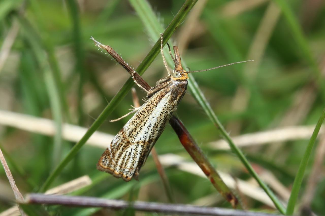 Thisanotia chrysonuchella (Scopoli, 1763) - Crambus des champs