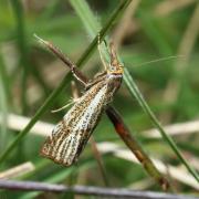 Thisanotia chrysonuchella (Scopoli, 1763) - Crambus des champs