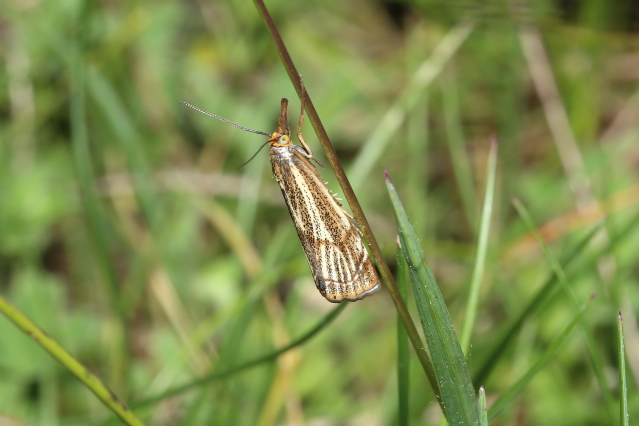 Thisanotia chrysonuchella (Scopoli, 1763) - Crambus des champs