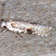 Agonopterix alstroemeriana (Clerck, 1759) - Hémilide d'Alstroemer