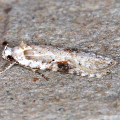 Agonopterix alstroemeriana (Clerck, 1759) - Hémilide d'Alstroemer